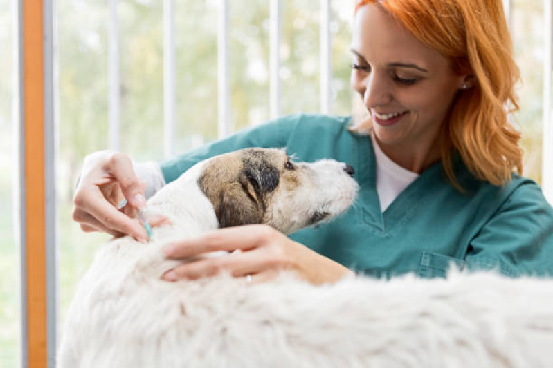 Onde Faz Aplicação de Vacina Raiva Gato Taquaruçu - Vacina Antirrábica em Cachorro