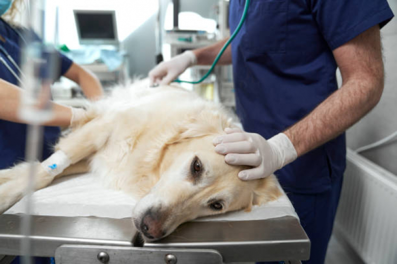 Onde Fazer Cirurgia de Castração de Cachorro Santa Cruz - Cirurgia para Gatos