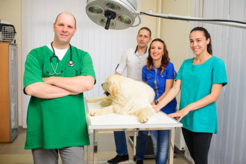 Onde Fazer Cirurgia de Patela em Cachorro Biscaia - Cirurgia de Castração para Gatos