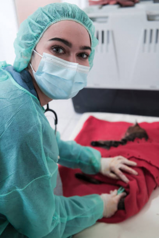 Onde Fazer Cirurgia Hérnia de Disco Cachorro Centro - Cirurgia em Gatos