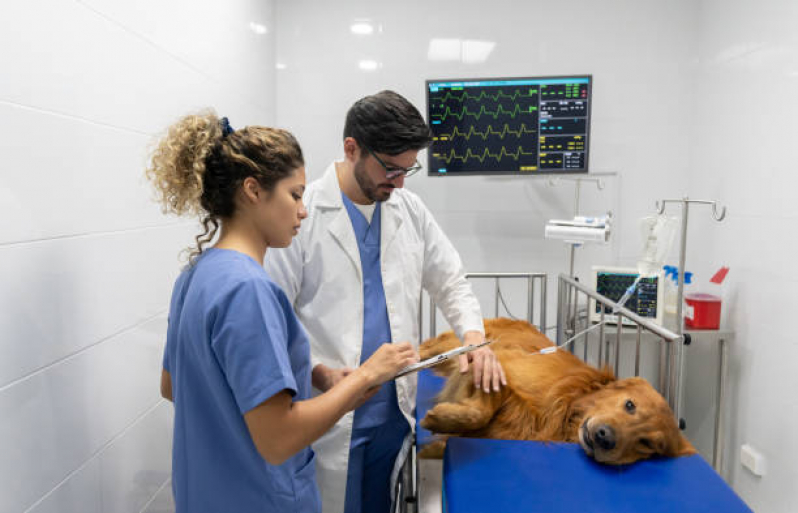 Onde Marcar Cirurgia de Patela em Cachorro Taquaia - Cirurgia para Gatos