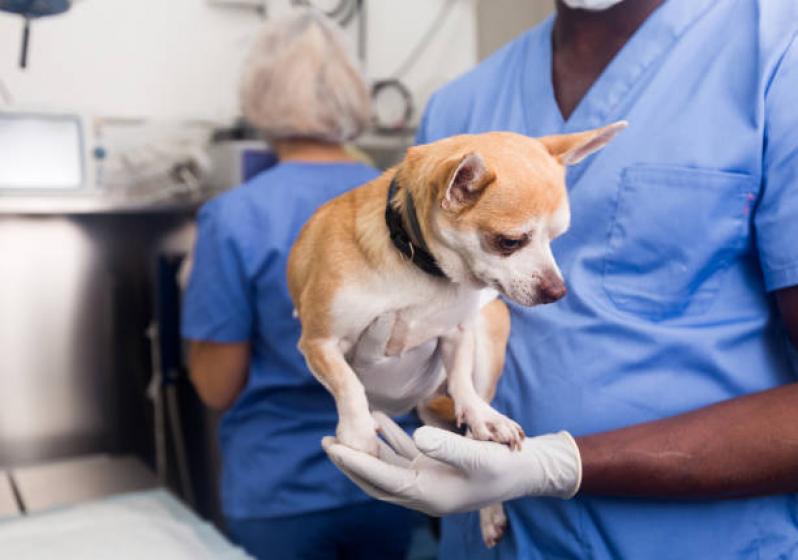 Onde Marcar Cirurgia Hérnia de Disco Cachorro Órfãs - Cirurgia em Cachorro