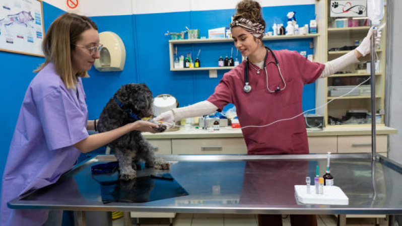 Onde Marcar Cirurgia para Cachorro Catanduvas de Dentro - Cirurgia de Castração de Cachorro Centro de Ponta Grossa
