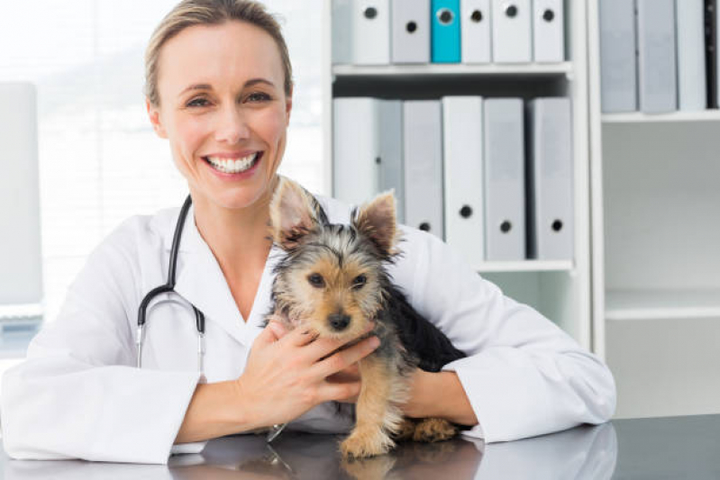 Onde Marcar Consulta para Animais Contorno - Consulta Veterinária para Cachorros