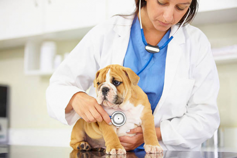 Onde Marcar Consulta para Cachorro Irati - Consulta Veterinária para Gato