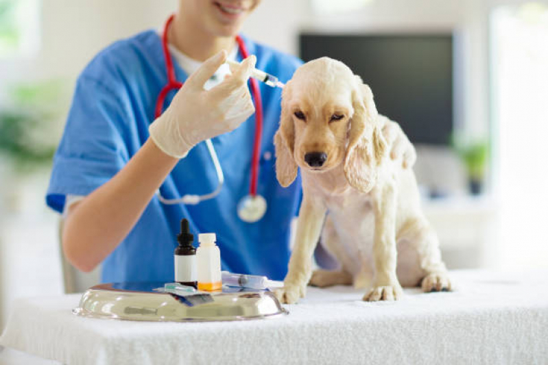 Onde Marcar Consulta Veterinária Cachorro Palmar - Consulta Veterinária para Cachorros