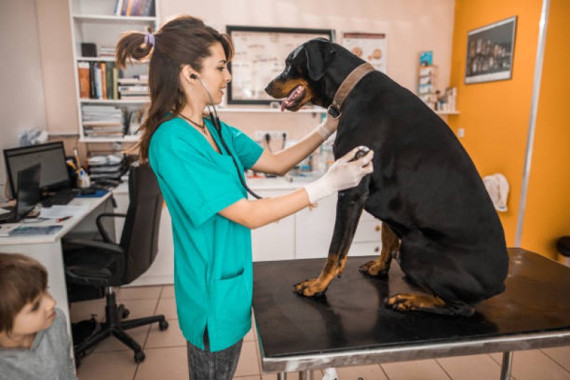 Onde Marcar Consulta Veterinária Gato Imbituva - Consulta Veterinária Dermatológica para Cachorro