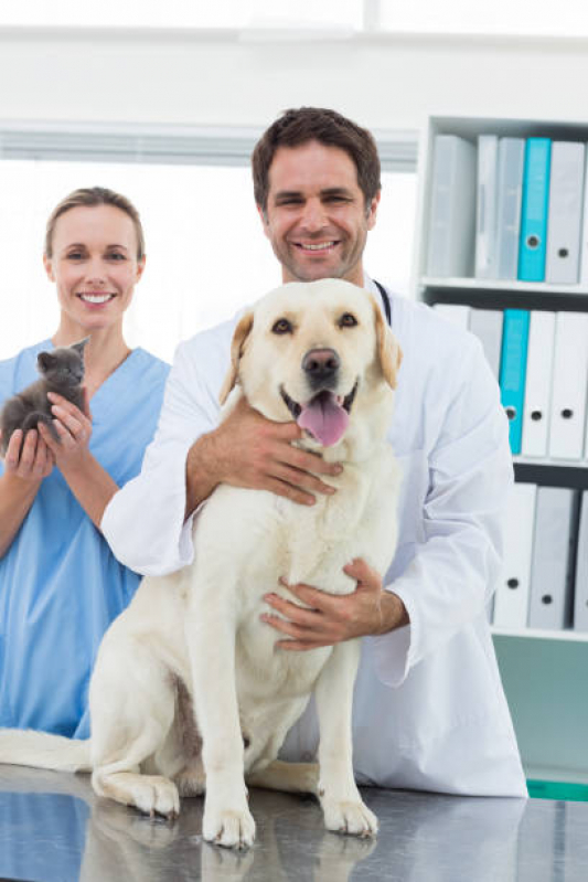 Onde Marcar Consulta Veterinária para Cachorro Imbituva - Consulta Veterinária