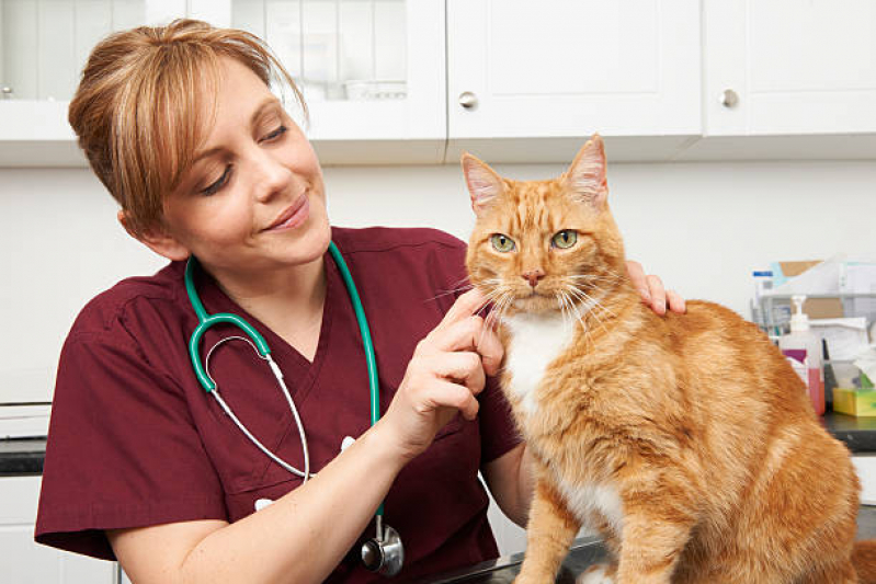 Onde Marcar Consulta Veterinária para Gato Contorno - Consulta Veterinária de Gatos