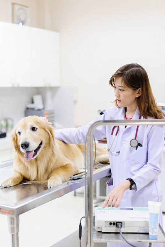 Onde Marcar Consulta Veterinária Irati - Consulta Veterinária Dermatológica para Cachorro