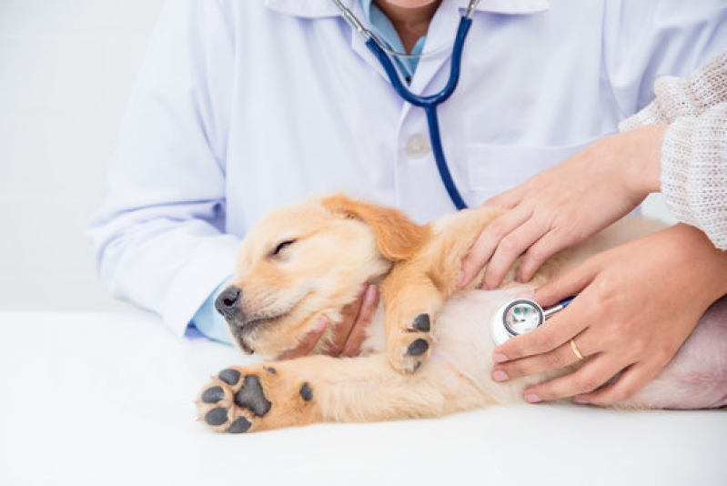 Onde Tem Dermatologista para Animais Piraí do Sul - Dermatologista para Cães e Gatos