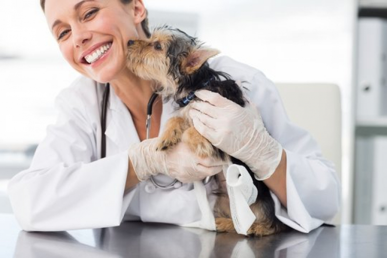 Onde Tem Dermatologista para Gatas Olarias - Dermatologista para Cachorros