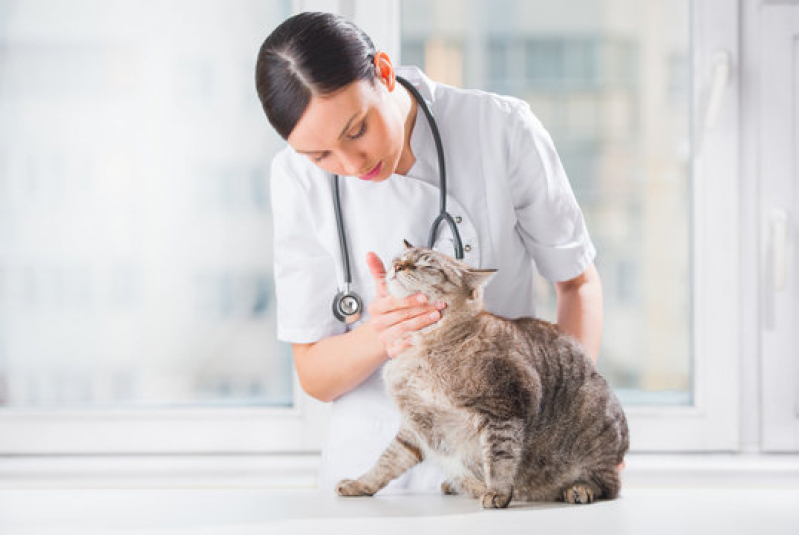Onde Tem Dermatologista para Pet São Brás - Dermatologista para Cães e Gatos