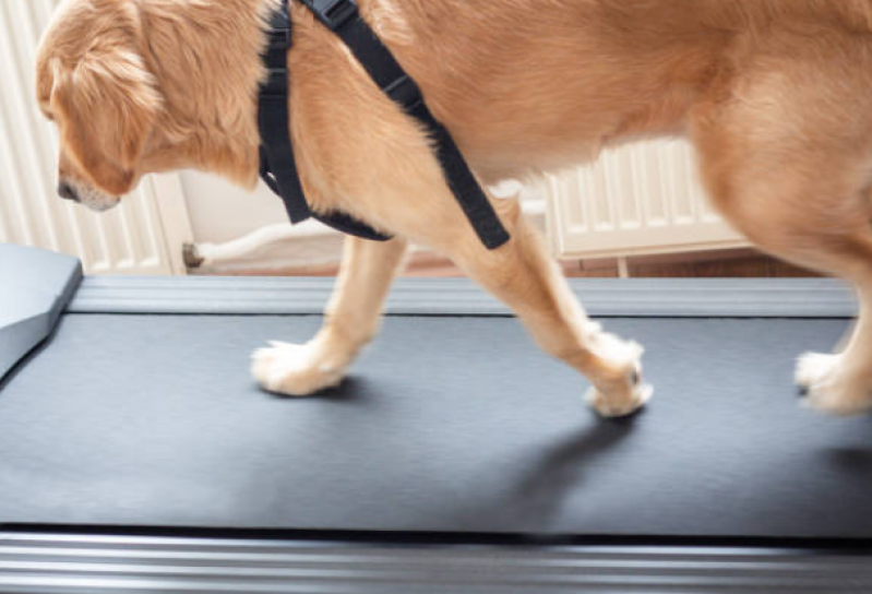 Onde Tem Fisioterapeuta para Cachorro Palmar - Fisioterapia para Displasia Coxofemoral em Cães