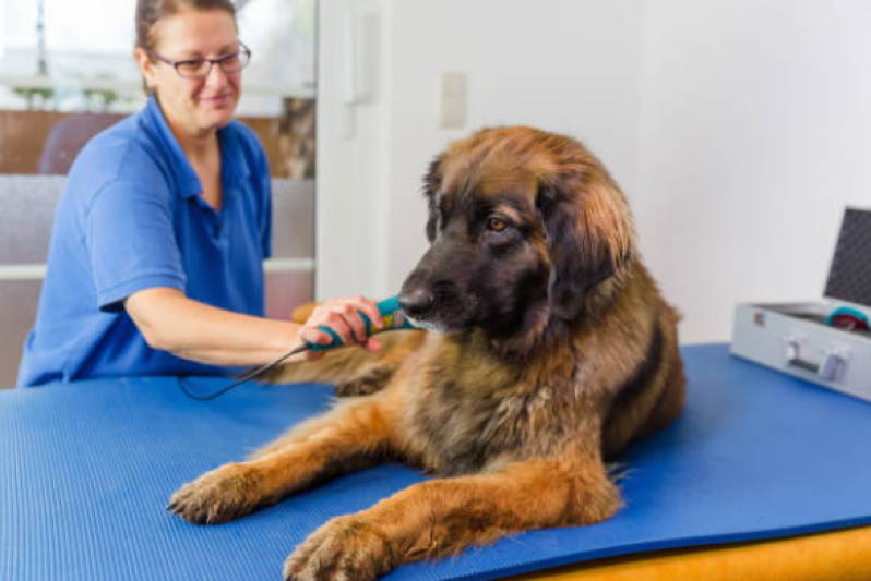 Onde Tem Fisioterapia de Cachorro Florestal - Fisioterapia para Cachorro de Grande Porte