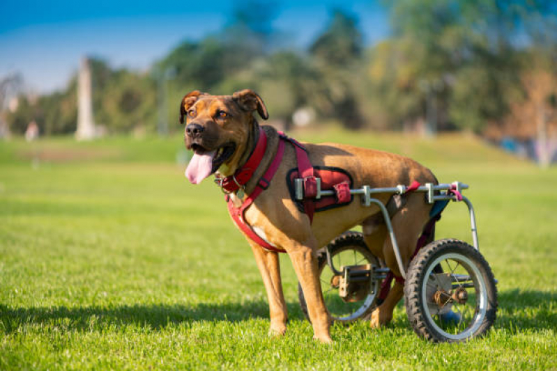 Onde Tem Fisioterapia e Reabilitação Animal Santa Cruz - Fisioterapia para Cães