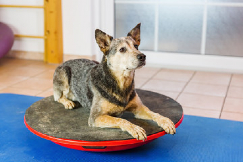 Onde Tem Fisioterapia em Animais de Grande Porte Jardim Carvalho - Fisioterapia para Cães