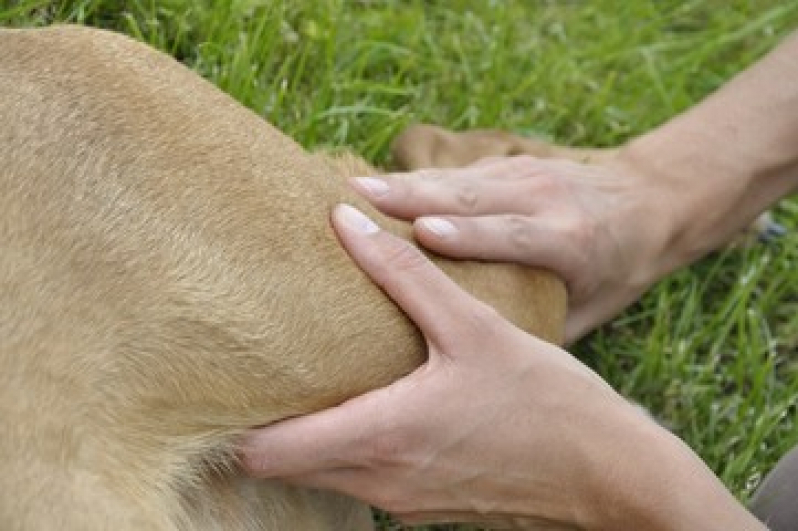 Onde Tem Fisioterapia para Cachorro de Médio Porte Colonia Dona Luzia - Fisioterapia para Cachorro