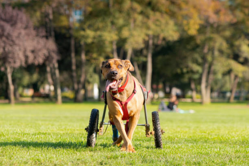 Onde Tem Fisioterapia para Cachorro Santa Cruz - Fisioterapia e Reabilitação Animal