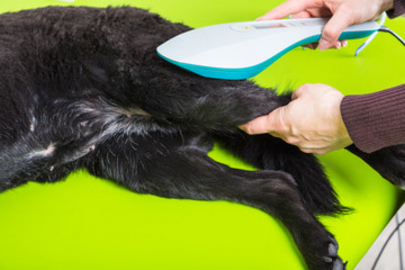 Onde Tem Fisioterapia para Cães e Gatos Ponta Grossa - Fisioterapia para Gato