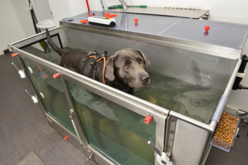 Onde Tem Fisioterapia para Cães Palmeira - Fisioterapia em Animais