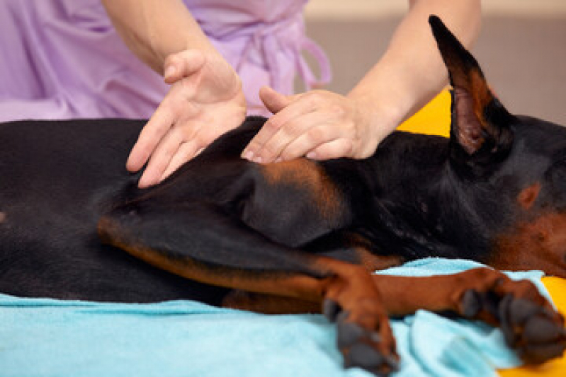 Onde Tem Fisioterapia Pet Carambeí - Fisioterapia para Cães