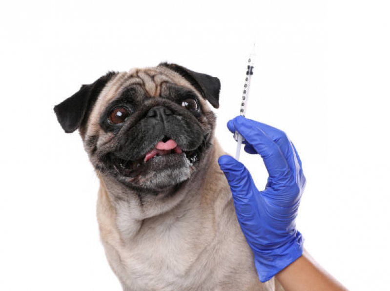 Onde Tem Vacina Antirrábica Animal Órfãs - Vacina Antirrábica para Gato