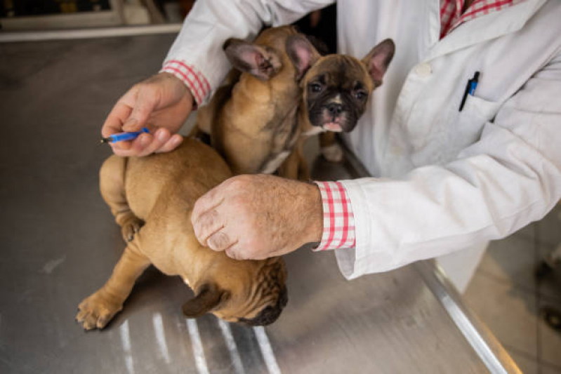 Onde Tem Vacina Antirrábica para Cães Carambeí - Vacina contra Raiva para Cachorro Ponta Grossa
