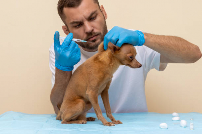 Onde Tem Vacina contra Raiva para Cachorro Chapada - Vacina Antirrábica para Gato
