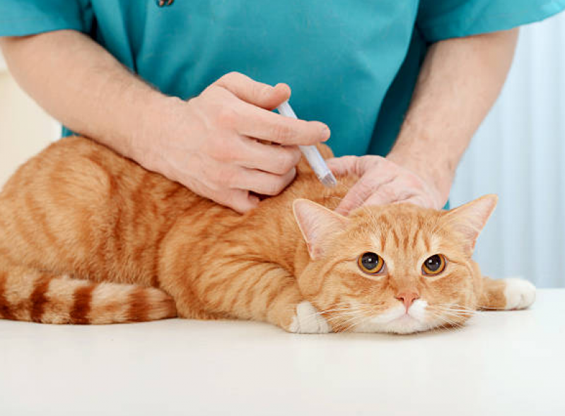Onde Tem Vacina em Gatos Contorno - Vacina V5 Gatos