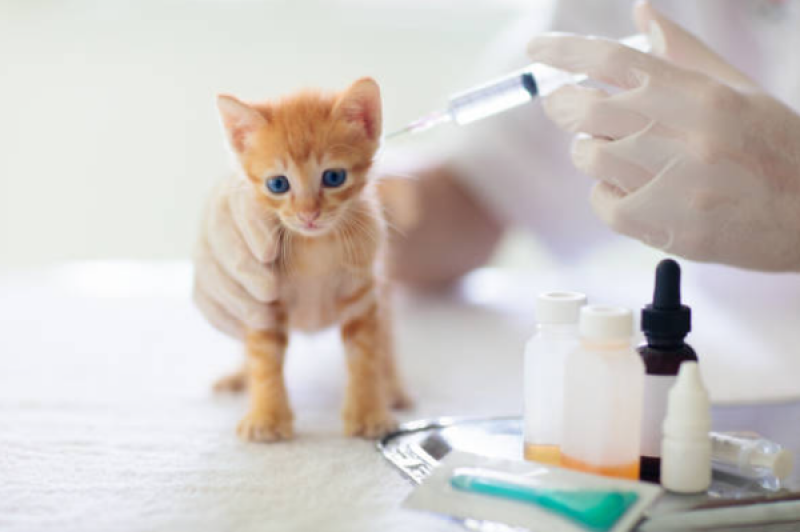 Onde Tem Vacinas de Gato Santa Cruz - Vacina Quíntupla Felina