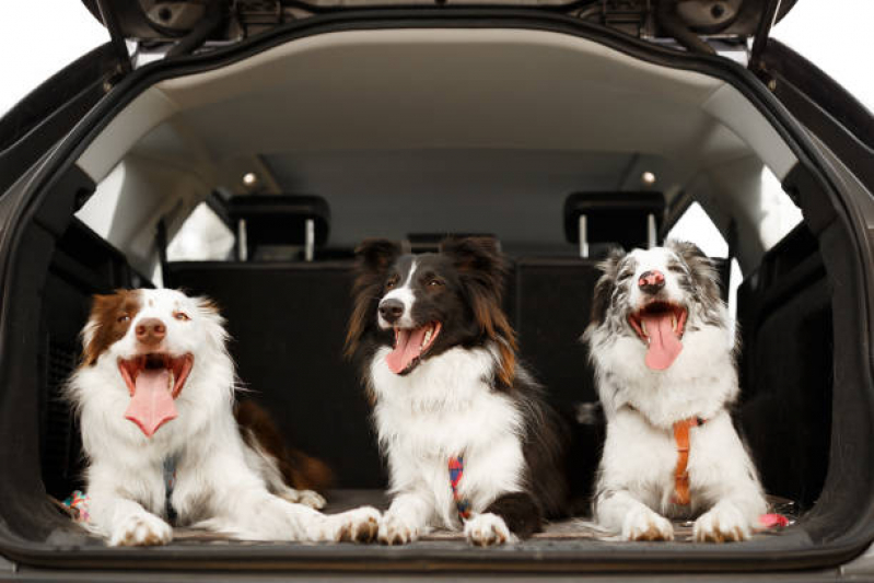 Pet Shop com Uberpet Contato Boa Vista - Pet Shop Banho