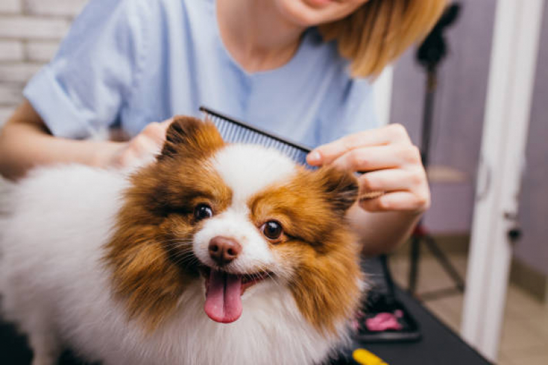 Pet Shop Perto Contato Lontrão - Pet Shop Cães e Gatos