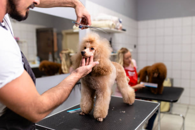 Pet Shop Perto de Mim Banho e Tosa Telefone Nova Rússia - Banho em Gato Pet Shop