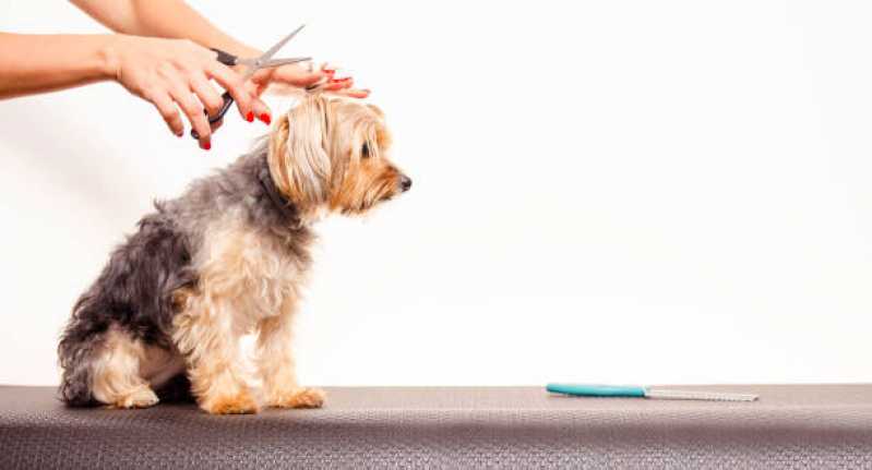 Pet Shop Próximo a Mim Contato Palmeira - Pet Shop para Cachorros