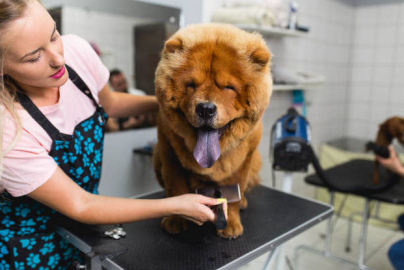 Pet Shop Próximo a Mim Teixeira Soares - Pet Shop para Cachorros