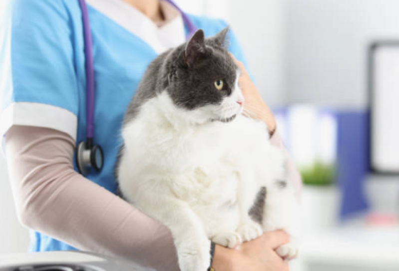 Serviço de Fisioterapia para Gatas Encruzilhada - Fisioterapia para Gato Paraplégico