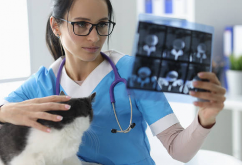 Serviço de Fisioterapia para Gatos com Problemas Renais Santa Cruz - Fisioterapia para Gatos com Problemas Cardíacos