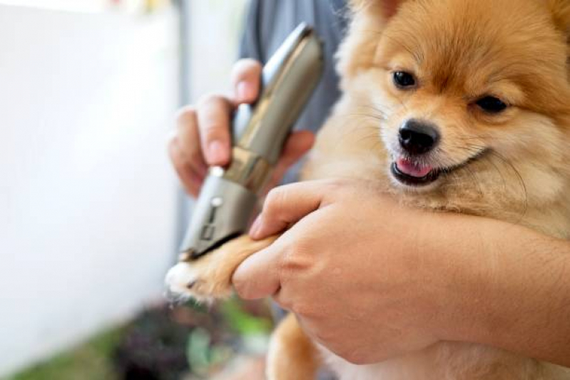 Telefone de Banho e Tosa Delivery Três Pontões - Banho e Tosa Pet Shop