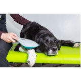 agendamento de fisioterapia para cães e gatos Boa Vista