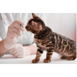 aplicação de vacina antirrábica animal São Silvestre