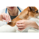 aplicação de vacina antirrábica cachorro Contorno