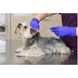 aplicação de vacina antirrábica para cachorro Rio das Areias