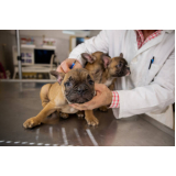 aplicação de vacina antirrábica para cães Imbituva
