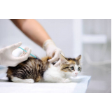 aplicação de vacina antirrábica para gato Jaguariaíva