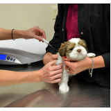 aplicação de vacina contra raiva em cachorro Castro