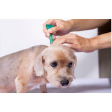 aplicação de vacina contra raiva para cachorro Contorno