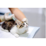 aplicação de vacina da raiva para gatos São Luiz