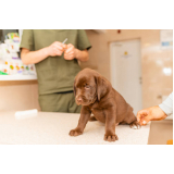 aplicação de vacina de raiva para cachorro Taquaia