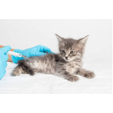 aplicação de vacina de raiva para gatos Olarias